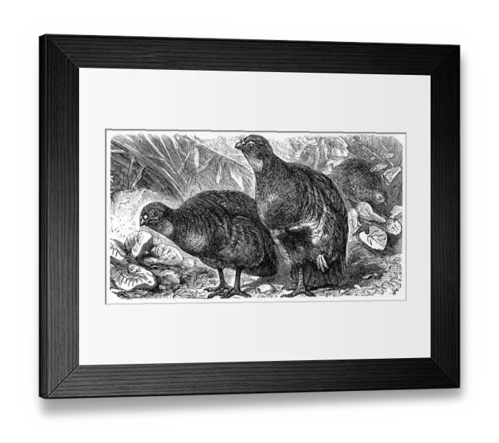 Framed Print : Grey partridge and red-legged partridge Framed Print : Grey partridge and red-legged partridge