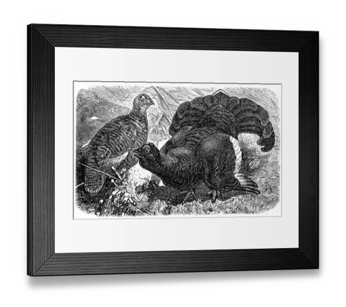 Framed Print : Black Grouse or Blackgame (Tetrao Tetrix)
