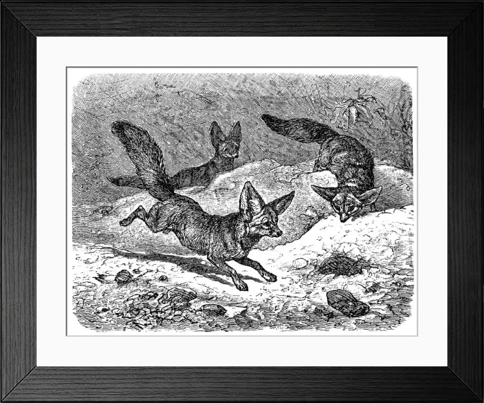 Framed Print : Fennec fox (Vulpes zerda) Framed Print : Fennec fox (Vulpes zerda)