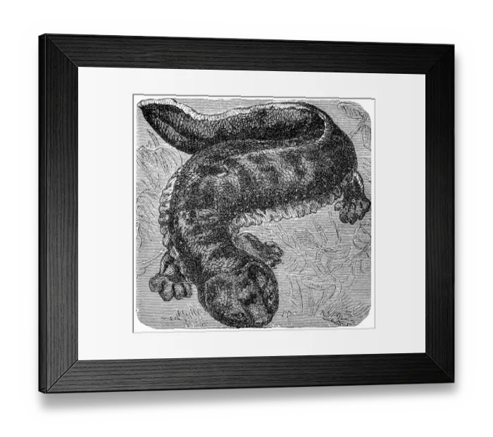 Framed Print : Japanese giant salamander (Andrias japonicus) Framed Print : Japanese giant salamander (Andrias japonicus)