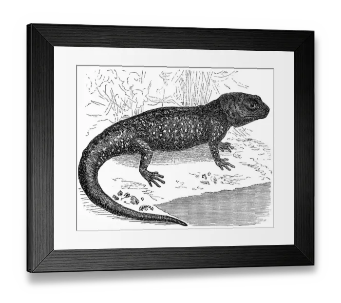 Framed Print : Axolotl or a Mexican walking fish or Mexican salamander (Ambystoma mexicanum) Framed Print : Axolotl or a Mexican walking fish or Mexican salamander (Ambystoma mexicanum)