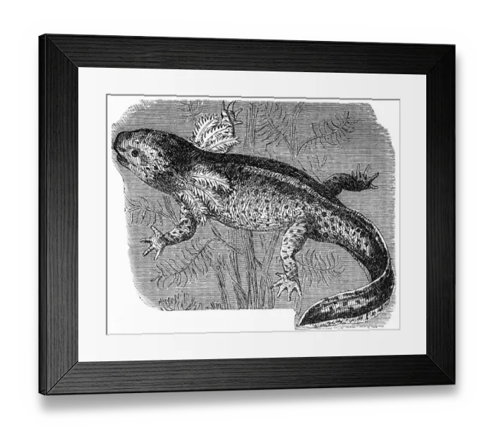 Framed Print : Axolotl or a Mexican walking fish or Mexican salamander (Ambystoma mexicanum)