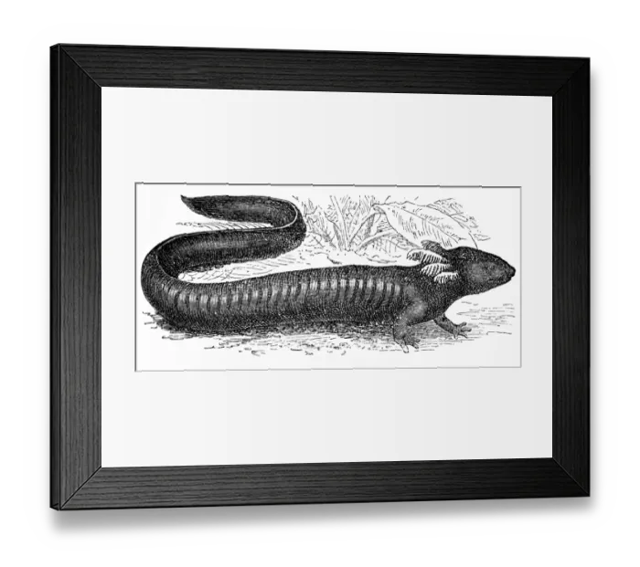 Framed Print : Greater siren (Siren lacertina)