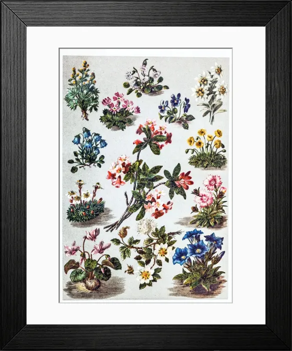 Framed Print : Alpine plants Framed Print : Alpine plants