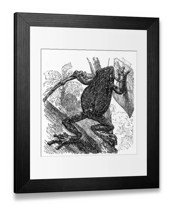 Framed Print : Nototrema marsupiatum