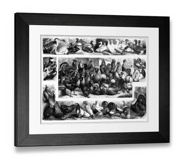Framed Print : Poultry. Illustration of a poultry Framed Print : Poultry. Illustration of a poultry