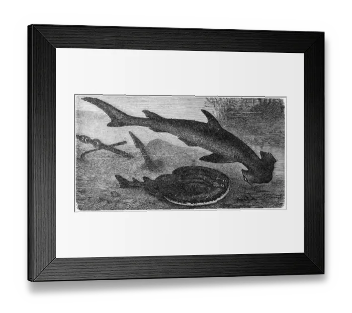 Framed Print : Smooth hammerhead (Sphyrna zygaena) and Marbled Electric Ray (Torpedo Marmorata) Framed Print : Smooth hammerhead (Sphyrna zygaena) and Marbled Electric Ray (Torpedo Marmorata)
