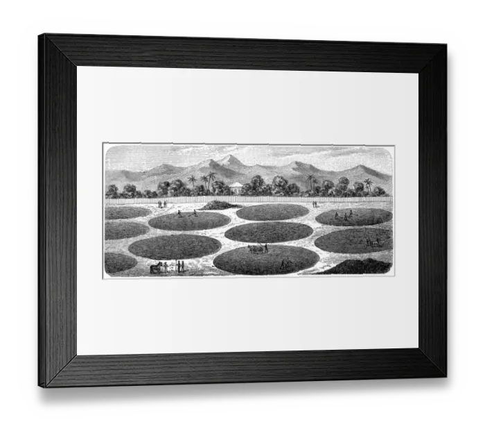 Framed Print : Amalgamation farm Framed Print : Amalgamation farm