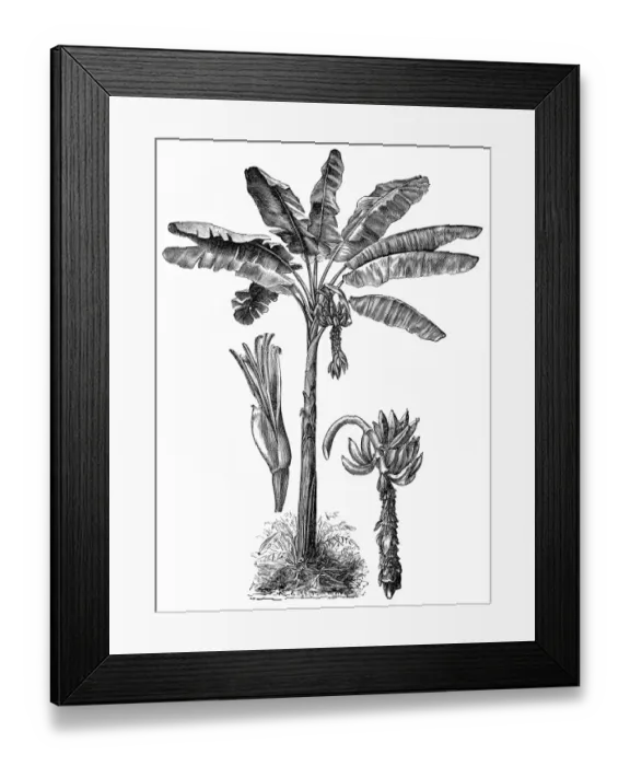 Framed Print : Banana tree (musa paradisiaca) Framed Print : Banana tree (musa paradisiaca)