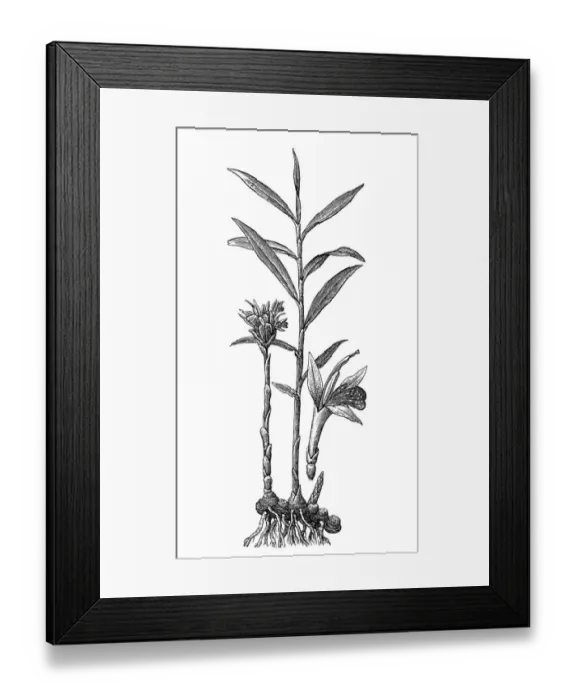 Framed Print : Ginger (Zingiber officinale) Framed Print : Ginger (Zingiber officinale)
