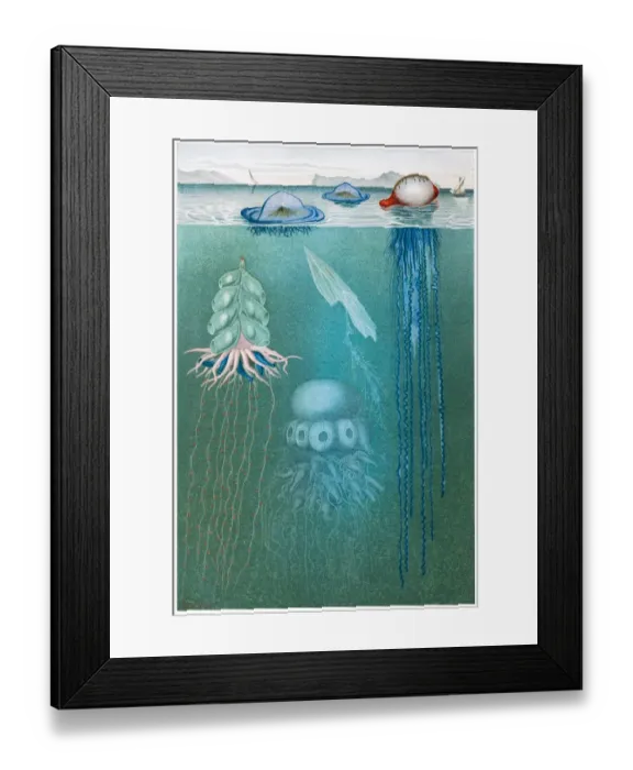 Framed Print : Jellyfish meduse