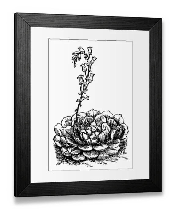 Framed Print : Echeveria. Illustration engraving of a Echeveria Framed Print : Echeveria. Illustration engraving of a Echeveria