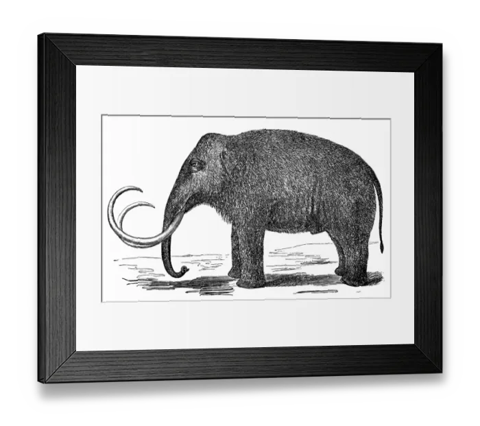 Framed Print : Mammoth (elephas primigenius) Framed Print : Mammoth (elephas primigenius)