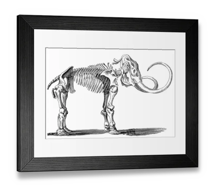 Framed Print : Mammoth skeleton (elephas primigenius) Framed Print : Mammoth skeleton (elephas primigenius)