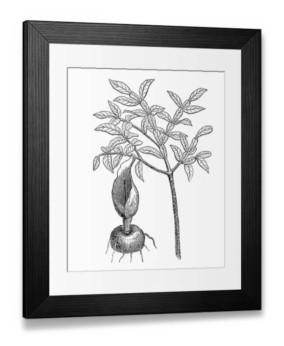Framed Print : Dracontium Framed Print : Dracontium