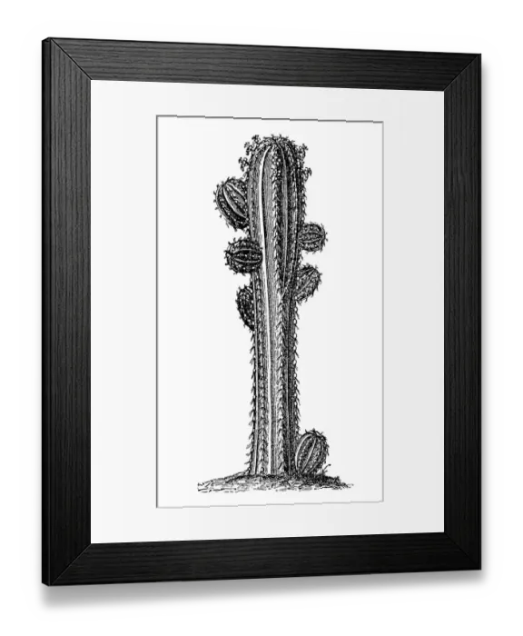 Framed Print : Euphorbia officinarum Framed Print : Euphorbia officinarum