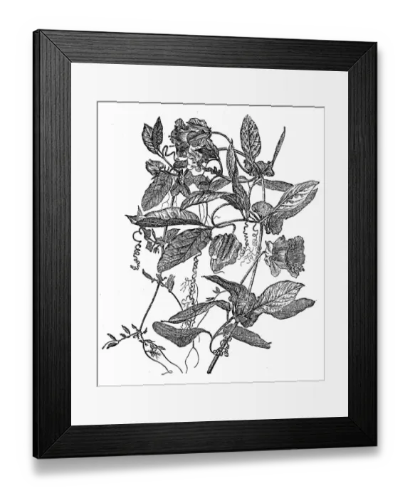 Framed Print : Cobaea scandens (cup-and-saucer vine, cathedral bells, Mexican ivy, monastery bells) Framed Print : Cobaea scandens (cup-and-saucer vine, cathedral bells, Mexican ivy, monastery bells)