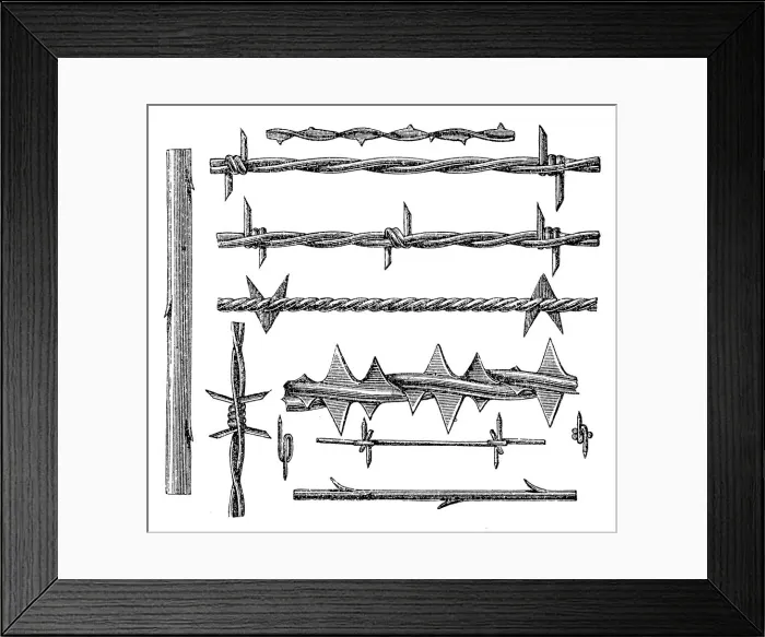 Framed Print : Barbed Wire Framed Print : Barbed Wire