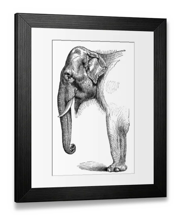 Framed Print : Indian Elephant Framed Print : Indian Elephant