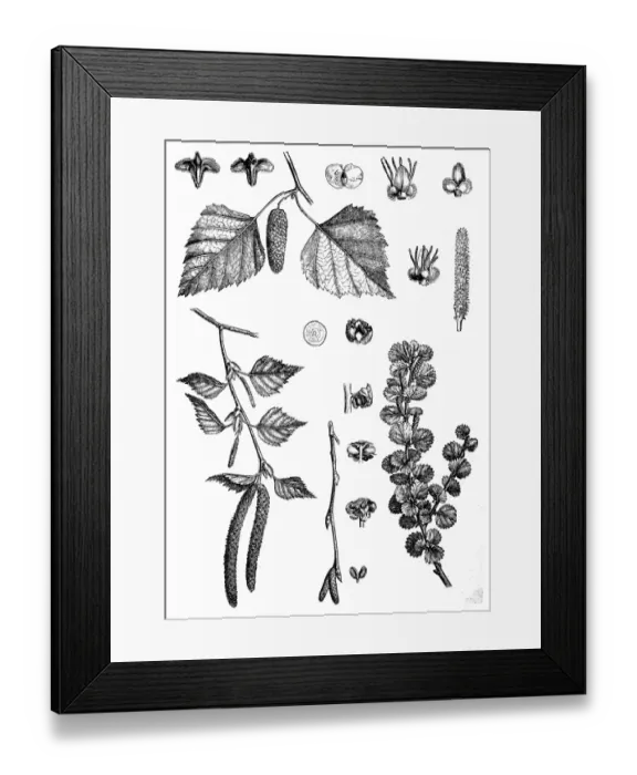 Framed Print : East Asian white birch, silver birch or warty birch (Betula pendula) Framed Print : East Asian white birch, silver birch or warty birch (Betula pendula)
