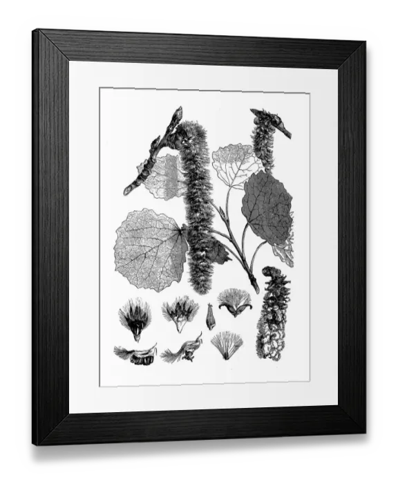 Framed Print : Abele, silver poplar, silverleaf poplar, white poplar (Populus alba) Framed Print : Abele, silver poplar, silverleaf poplar, white poplar (Populus alba)