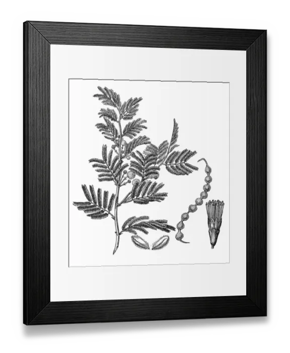 Framed Print : Gum arabic tree (Acacia arabica)