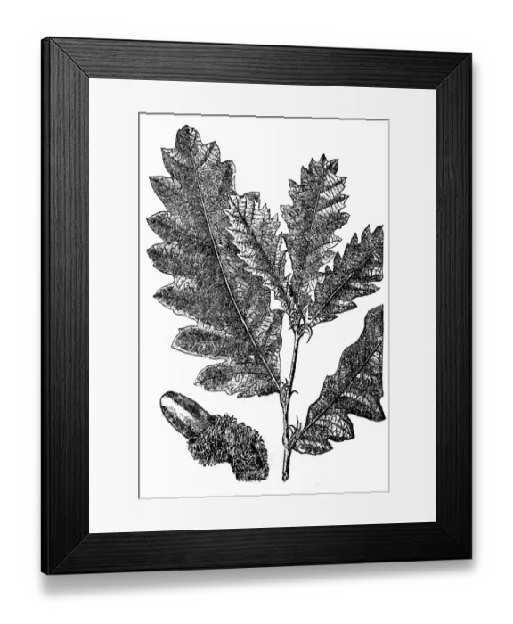 Framed Print : Quercus cerris, the Turkey oak or Austrian oak Framed Print : Quercus cerris, the Turkey oak or Austrian oak