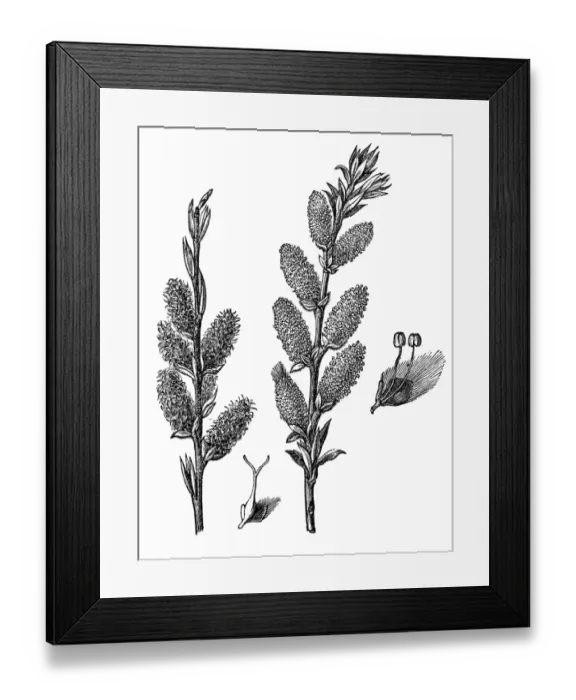Framed Print : Salix viminalis (osier) Framed Print : Salix viminalis (osier)