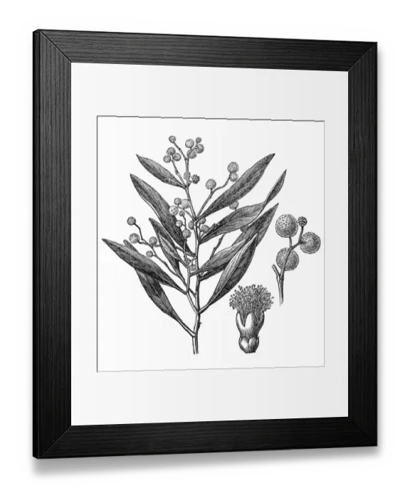 Framed Print : Acacia penninervis, commonly known as hickory wattle, mountain hickory, or blackwood Framed Print : Acacia penninervis, commonly known as hickory wattle, mountain hickory, or blackwood