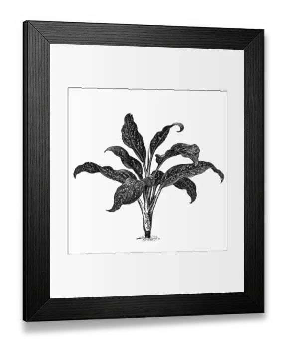 Framed Print : Dumbcane (Dieffenbachia seguine) Framed Print : Dumbcane (Dieffenbachia seguine)