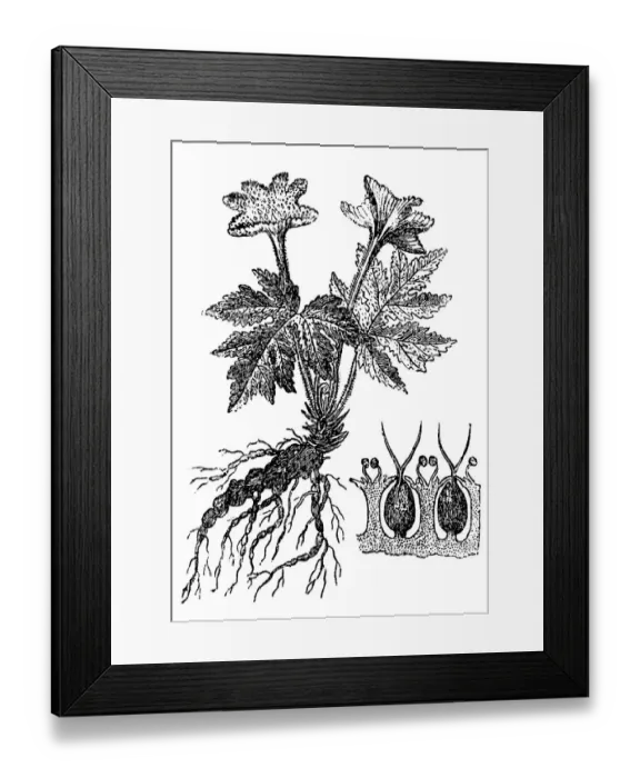 Framed Print : Contra heirba (Dorstenia contrajerva)