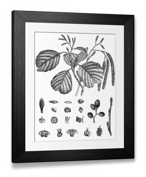 Framed Print : Common alder, black alder, European alder, alder (Alnus glutinosa) Framed Print : Common alder, black alder, European alder, alder (Alnus glutinosa)