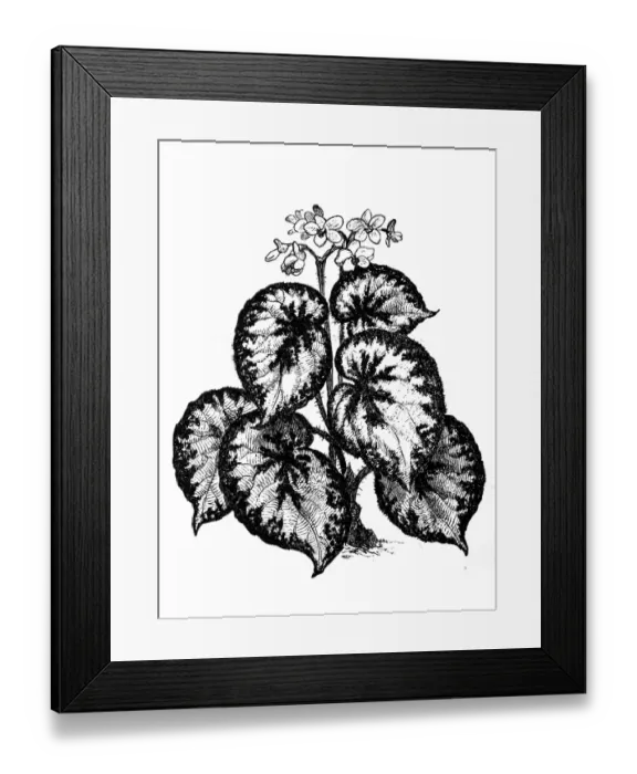 Framed Print : Begonia rex Framed Print : Begonia rex