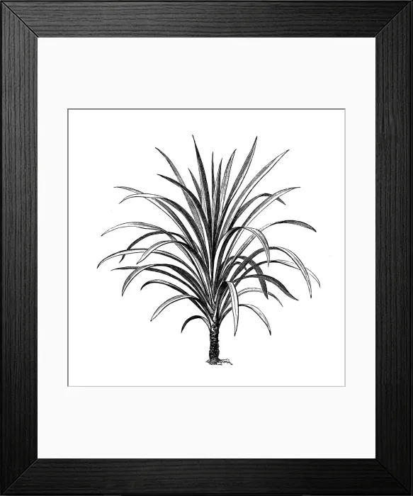 Framed Print : Dracaena nutans Framed Print : Dracaena nutans