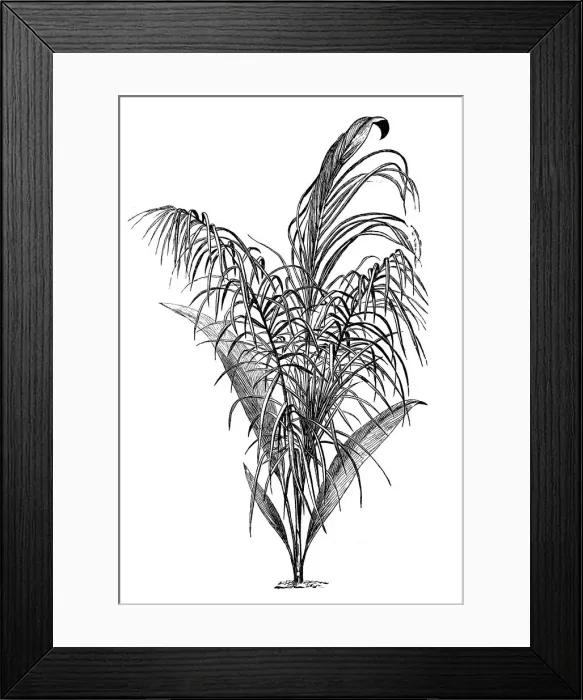 Framed Print : Cocoa Palm (cocoa nexuosa) Framed Print : Cocoa Palm (cocoa nexuosa)