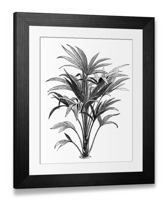 Framed Print : Trachycarpus fortunei (Chamaerops excelsa) Framed Print : Trachycarpus fortunei (Chamaerops excelsa)