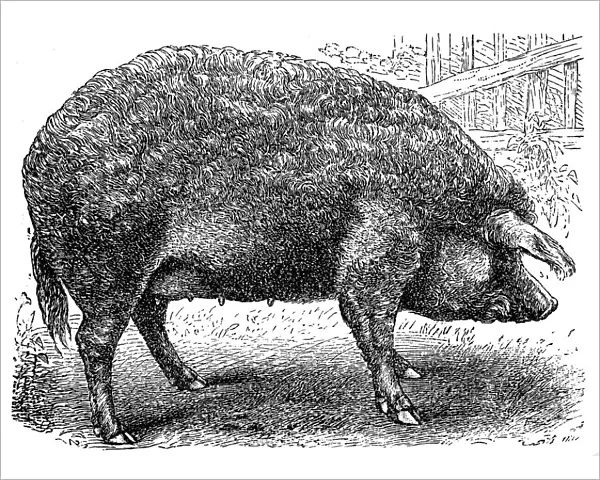Mangalica. Old breed of domestic pig called Mangalica