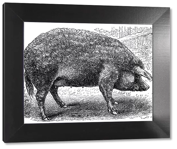 Mangalica. Old breed of domestic pig called Mangalica