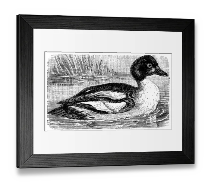 Framed Print : Eurasian goldeneye (Bucephala clangula clangula) Framed Print : Eurasian goldeneye (Bucephala clangula clangula)