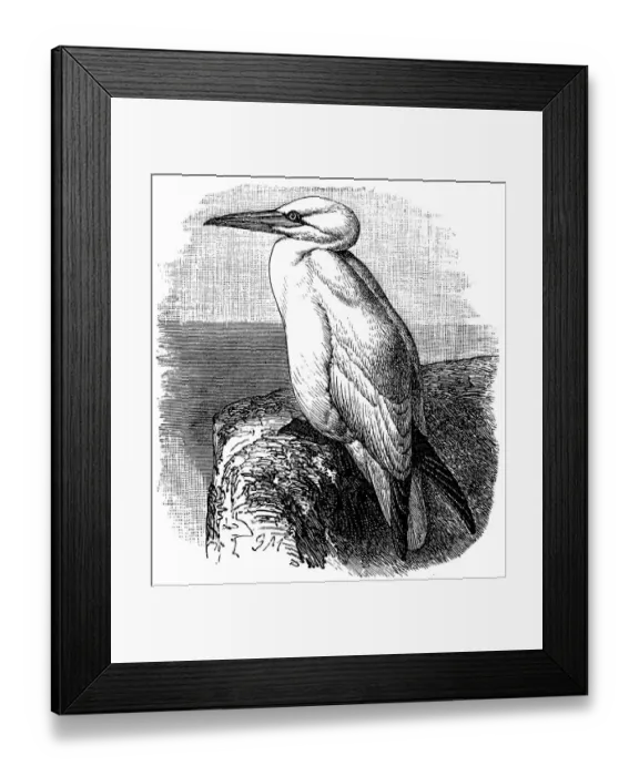 Framed Print : Northern gannet (Morus bassanus)