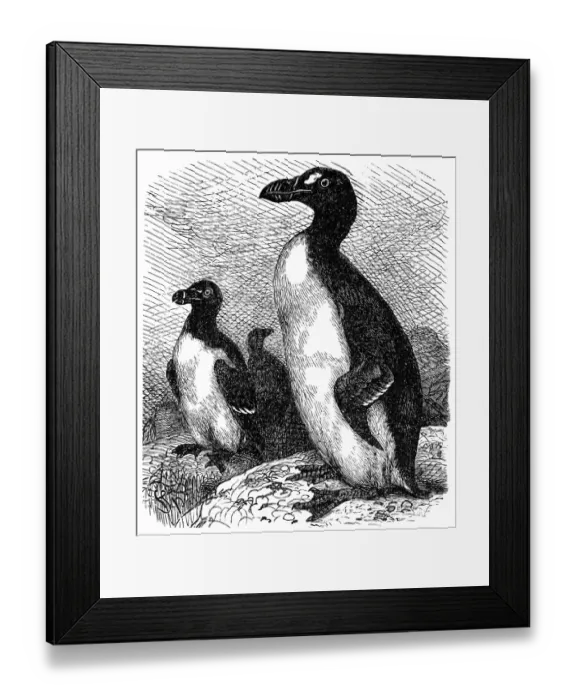 Framed Print : Razorbill (Alca torda)