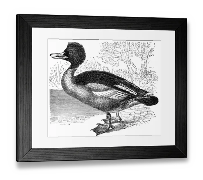 Framed Print : Merganser or goosander (Mergus merganser) Framed Print : Merganser or goosander (Mergus merganser)