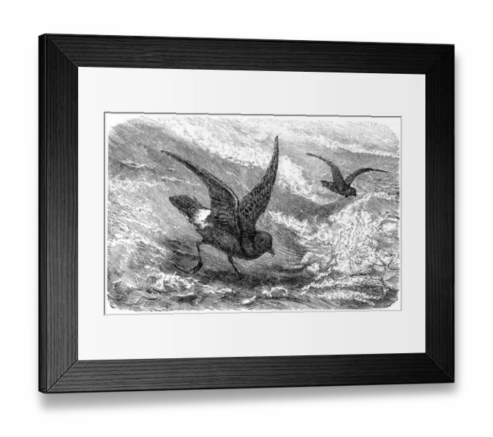Framed Print : Storm petrel (Hydrobates pelagicus) Framed Print : Storm petrel (Hydrobates pelagicus)