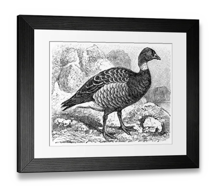 Framed Print : Brent Goose (Branta bernicla) Framed Print : Brent Goose (Branta bernicla)