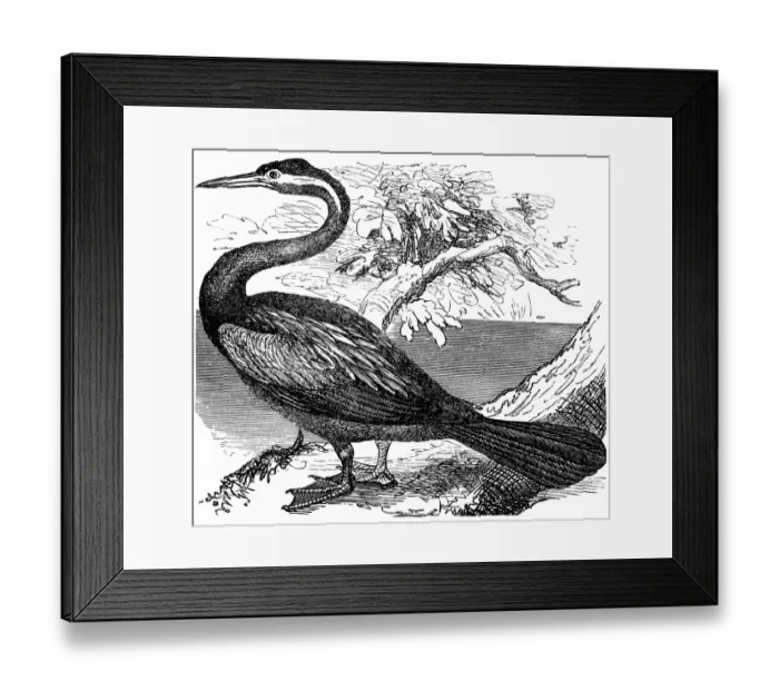 Framed Print : The anhinga (Anhinga anhinga), snakebird, darter, American darter, or water turkey Framed Print : The anhinga (Anhinga anhinga), snakebird, darter, American darter, or water turkey