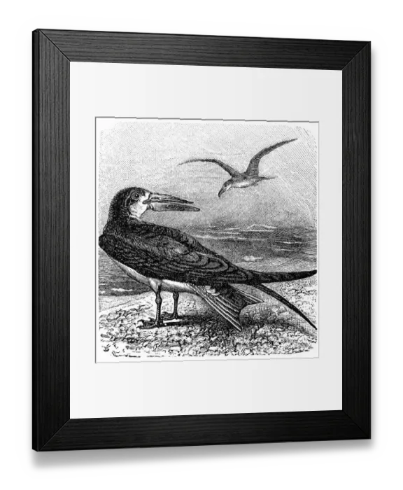 Framed Print : The Indian skimmer or Indian scissors-bill (Rynchops albicollis)