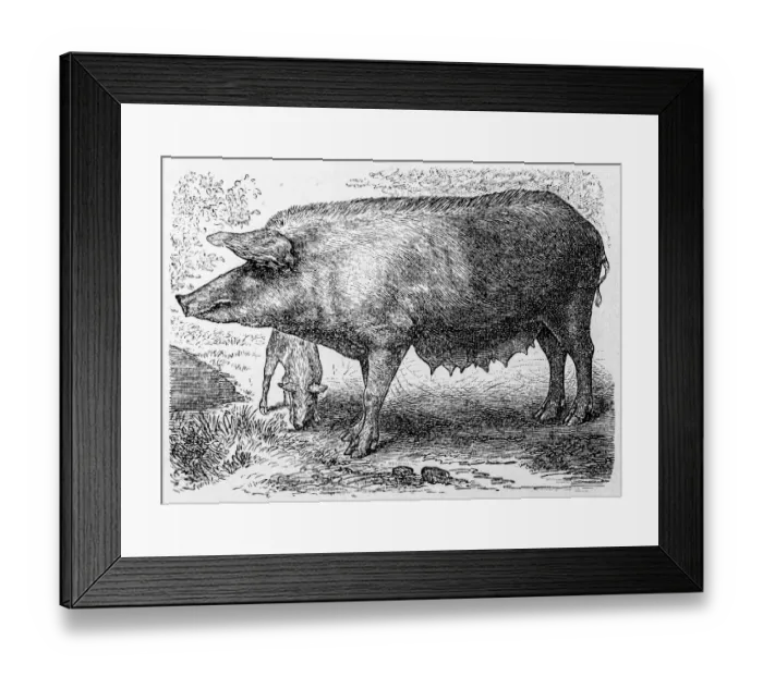 Framed Print : Bavarian pig and piglet Framed Print : Bavarian pig and piglet