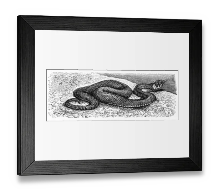 Framed Print : The grass snake (Natrix natrix) Framed Print : The grass snake (Natrix natrix)