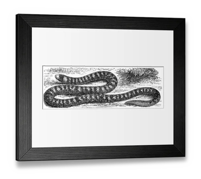Framed Print : Coral Cylinder Snake (tortrix scytale) Framed Print : Coral Cylinder Snake (tortrix scytale)
