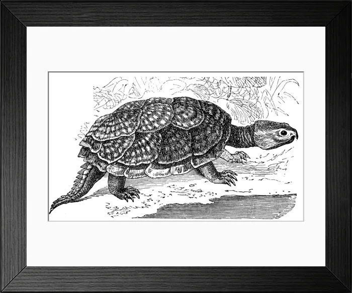 Framed Print : Snapping or alligator turtle (Emysaura Serpentina) Framed Print : Snapping or alligator turtle (Emysaura Serpentina)